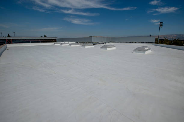 Best Roof Moss and Algae Removal  in South Amherst, OH